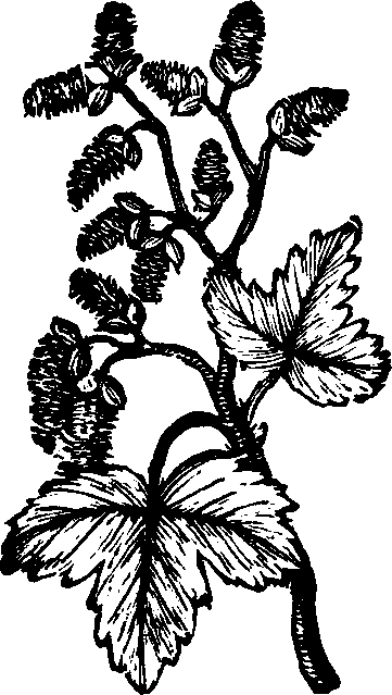 Illustration:
Fig. 139. White Poplar. 