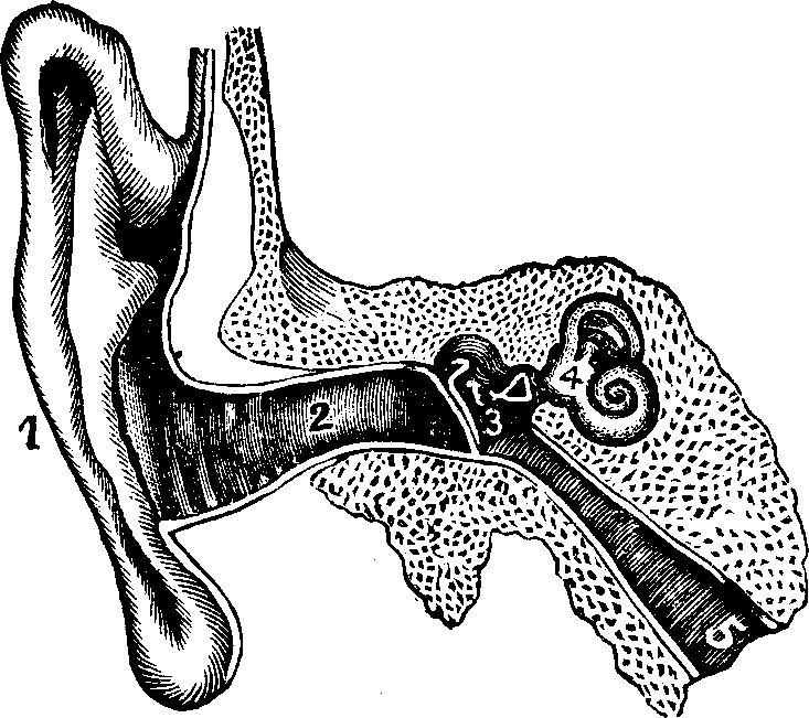 Illustration:
Fig. 8. Internal and external ear.