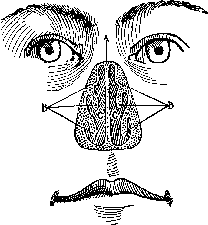 Illustration:
Fig. 14. Anterior view of the healthy nasal passages as seen with the
projecting portion of the nose removed.