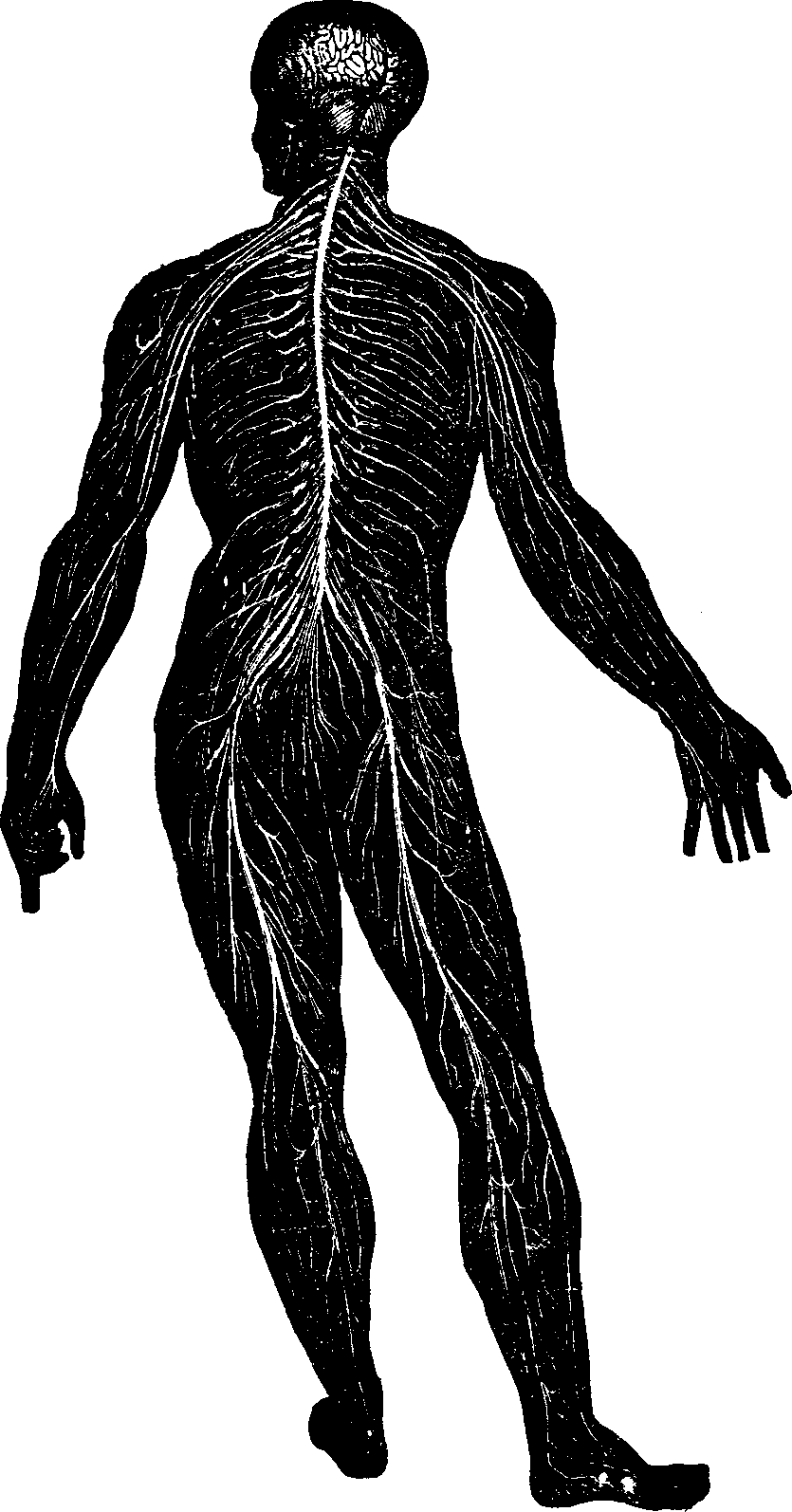 Illustration:
Fig. 1. Nervous System.
