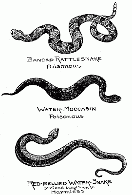Poisonous and non-poisonous snakes.