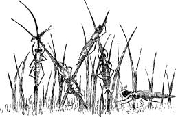 Dragon Flies Dragon Flies