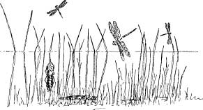 Dragon Flies Dragon Flies