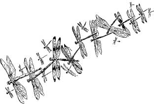 Dragon Flies Dragon Flies