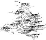 Cockroaches Cockroaches