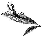 Walking Stick Walking Stick