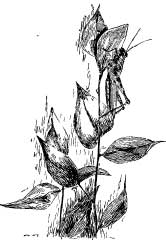 Grasshopper Tribes Grasshopper Tribes