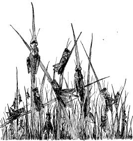 Grasshopper Tribes