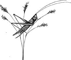 Grasshopper Tribes Grasshopper Tribes