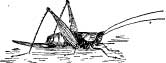Cricket-like Grasshoppers Cricket-like Grasshoppers