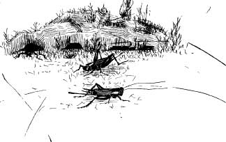 The Cheery Cricket People The Cheery Cricket People