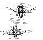The Water Boatman The Water Boatman