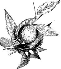 The Troublesome Red Bug The Troublesome Red Bug