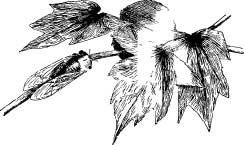 The Airy Water Striders The Airy Water Striders