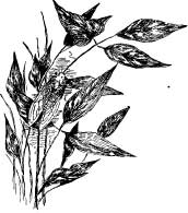 Friend Cicada Friend Cicada