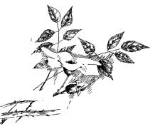 Pretty Leaf Hoppers Pretty Leaf Hoppers