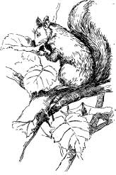 The Aphids The Aphids