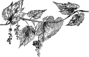 The Aphids The Aphids