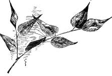 The Little Caddice Flies The Little Caddice Flies