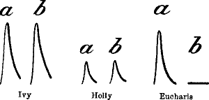 Fig. 36.—After-effect of Cold on Ivy, Holly, and Eucharis Lily
