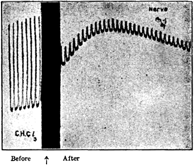 Fig. 43.—Effect of Chloroform on Nerve Response (Waller)