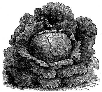 Cabbage Head Cabbage Head