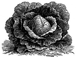 Early Wakefield. Early Wakefield.