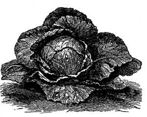 Early Wyman. Early Wyman.