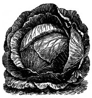 Fottler's Early Drumhead. Fottler's Early Drumhead.