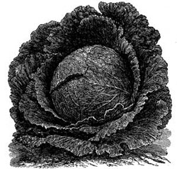 The Warren Cabbage. The Warren Cabbage.