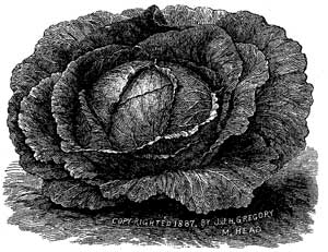 Gregory's Hard-Heading Cabbage.