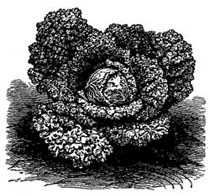 Early Ulm Savoy. Early Ulm Savoy.