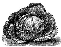 Improved American Savoy. Improved American Savoy.