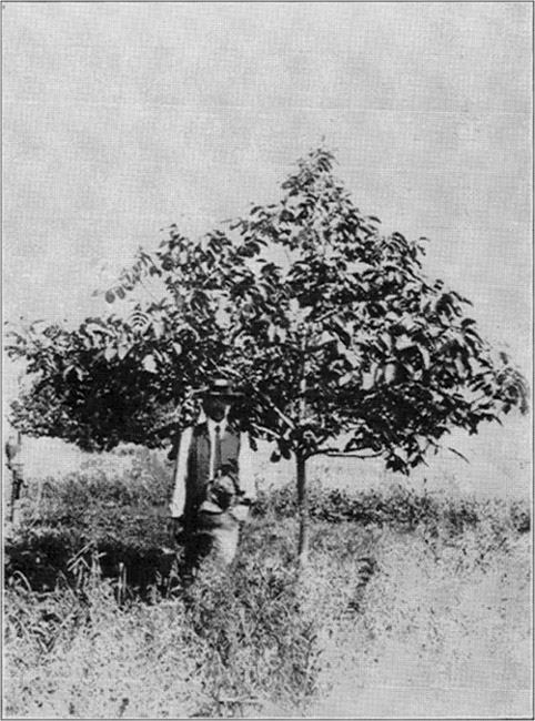 Six Year Old Bearing English Walnut Tree