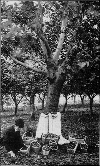 Mr. E.C. Pomeroy, Gathering English Walnuts on
His Farm in Lockport, N.Y.