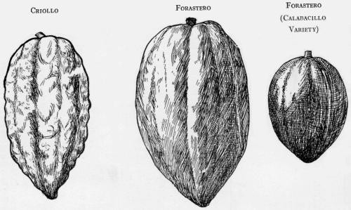 DRAWINGS OF TYPICAL PODS, illustrating varieties.