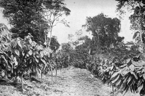CACAO IN ITS FOURTH YEAR (SAMOA).