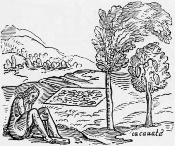 COPY OF AN OLD ENGRAVING SHOWING THE CACAO TREE, AND A TREE SHADING IT.
(From _Bontekoe's Works_.)