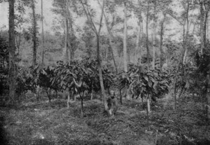 CACAO TREES, SHADED BY KAPOK (_Eriodendron Anfractuosum_) IN JAVA.
(reproduced from van Hall's _Cocoa_, by permission of Messrs. Macmillan & Co.)