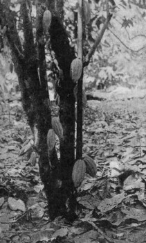 CACAO TREE, WITH SUCKERS, TRINIDAD.