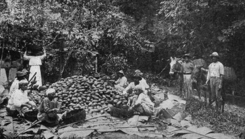 MEN BREAKING PODS, GIRLS SCOOPING OUT BEANS,
AND MULES WAITING WITH BASKETS TO CONVEY THE CACAO TO THE FERMENTARY.