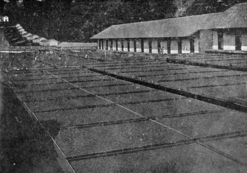 CACAO DRYING PLATFORMS, SAN THOMÉ. Three tiers of trays on rails.
(Reproduced by permission from the Imperial Institute series of Handbooks to the Commercial Resources of the Tropics).