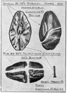 CACAO BEAN, SHELL AND GERM.