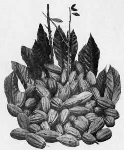 CACAO PODS, LEAVES AND FLOWERS.
Reproduced by permission of Messrs. Fry & Sons, Ltd., Bristol.