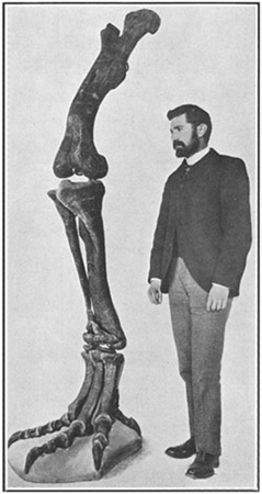 Fig. 10.: Hind Limb of Allosaurus.