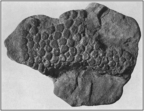 Fig. 32.: Skin impression from the tail of a Trachodon.