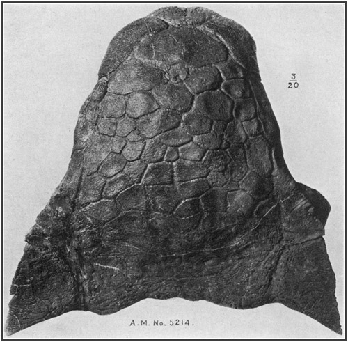 Fig. 36.: Ankylosaurus, top view of skull in fig. 35.