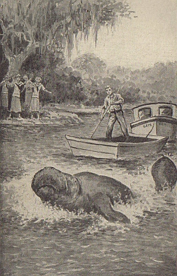 "THAT'S A MANATEE—A SEA-COW SOME FOLKS CALL 'EM," ANSWERED THE YOUTH.