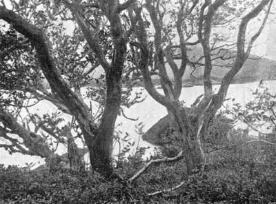 Among the Arbutus Among the Arbutus