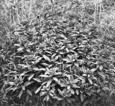 The Irish Spurge The Irish Spurge